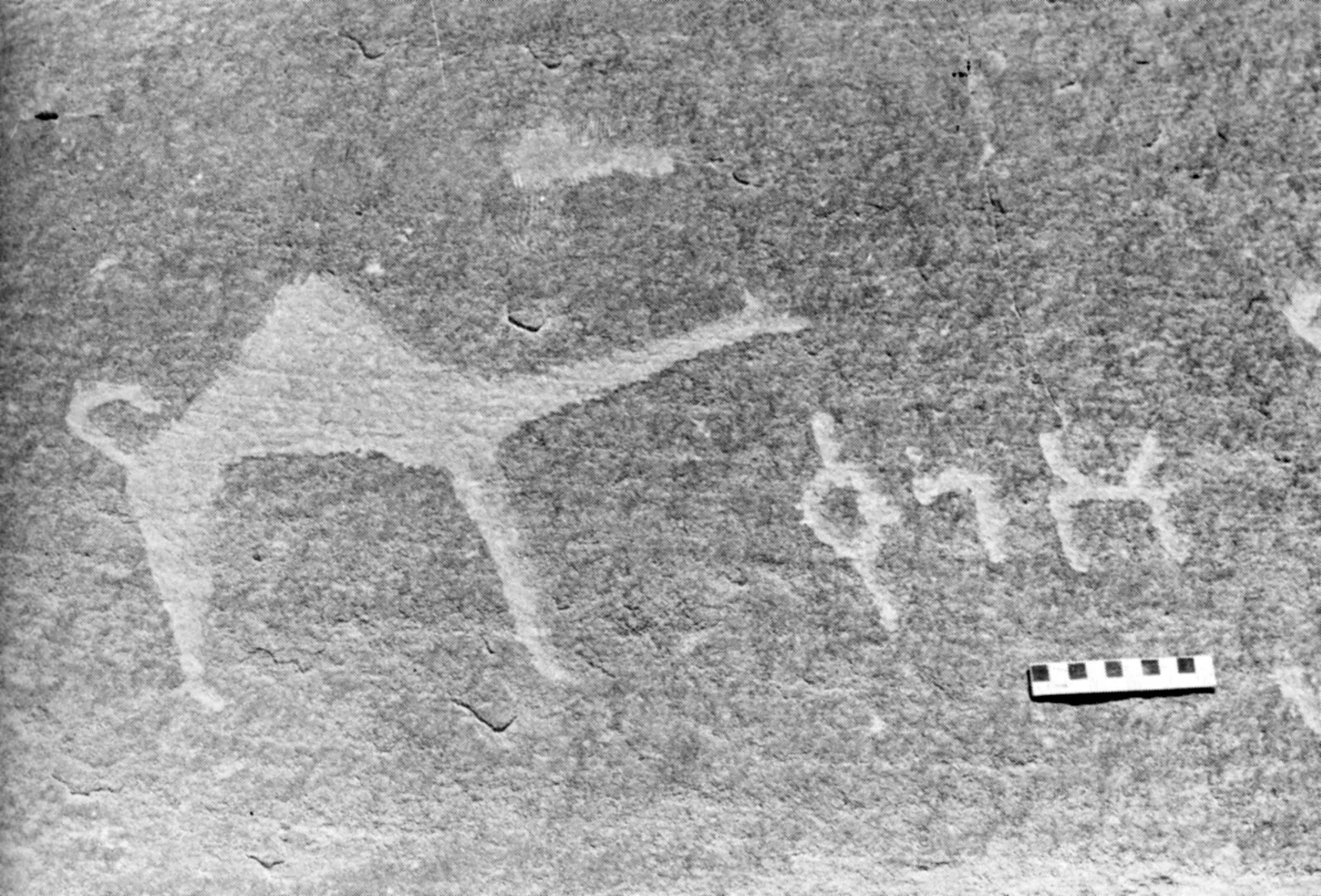 A black-and-white photograph of a rock surface, with a large pecked animal figure and inscribed letters beside a photographic scale bar.
